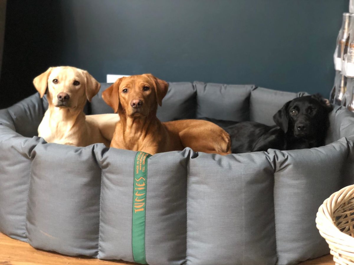 The Story Behind Ledbury Lodge Kennels Ledbury Lodge Kennels