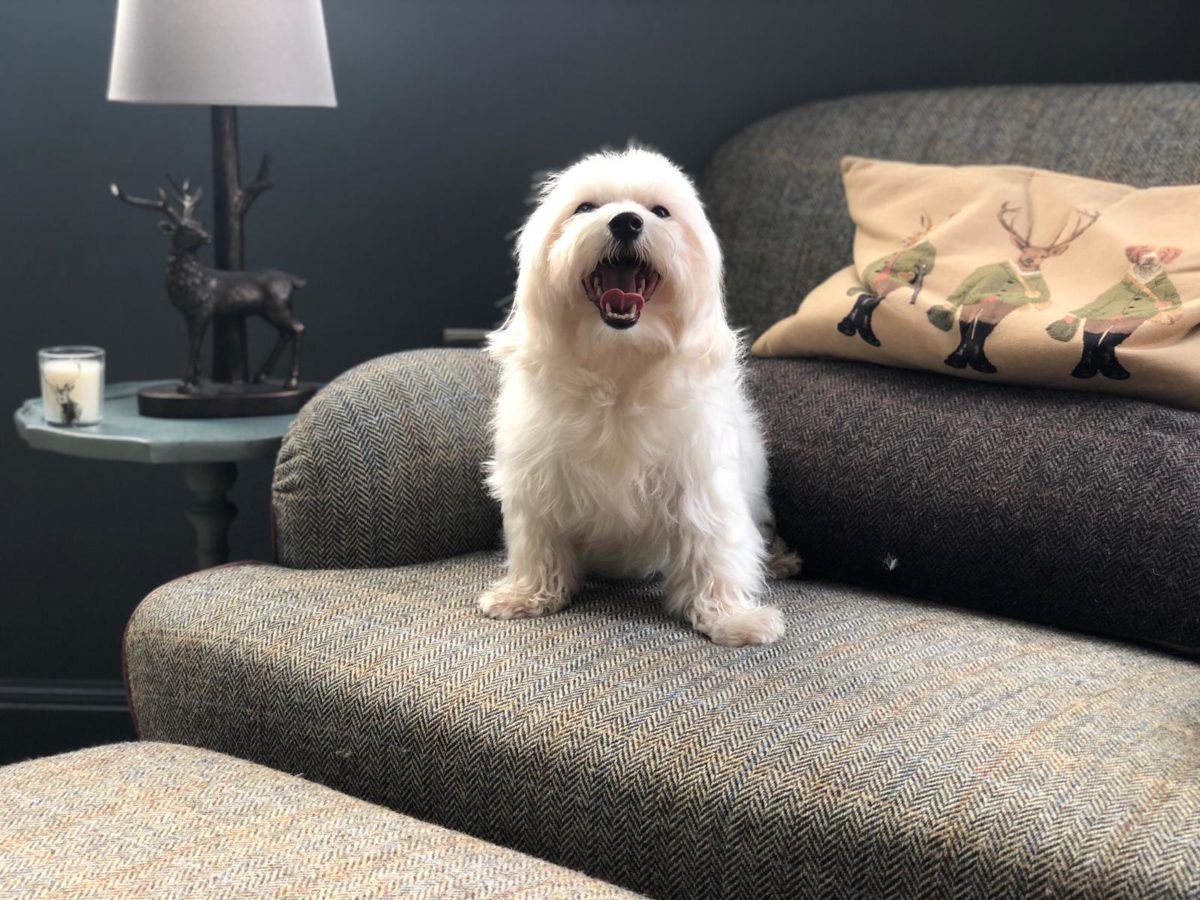 The Story Behind Ledbury Lodge Kennels Ledbury Lodge Kennels