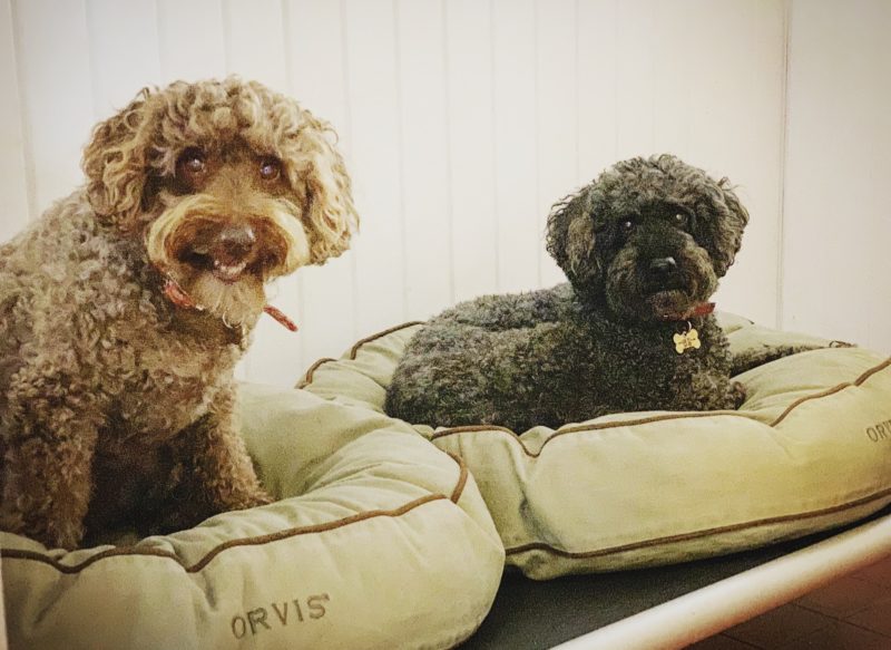 The Story Behind Ledbury Lodge Kennels Ledbury Lodge Kennels